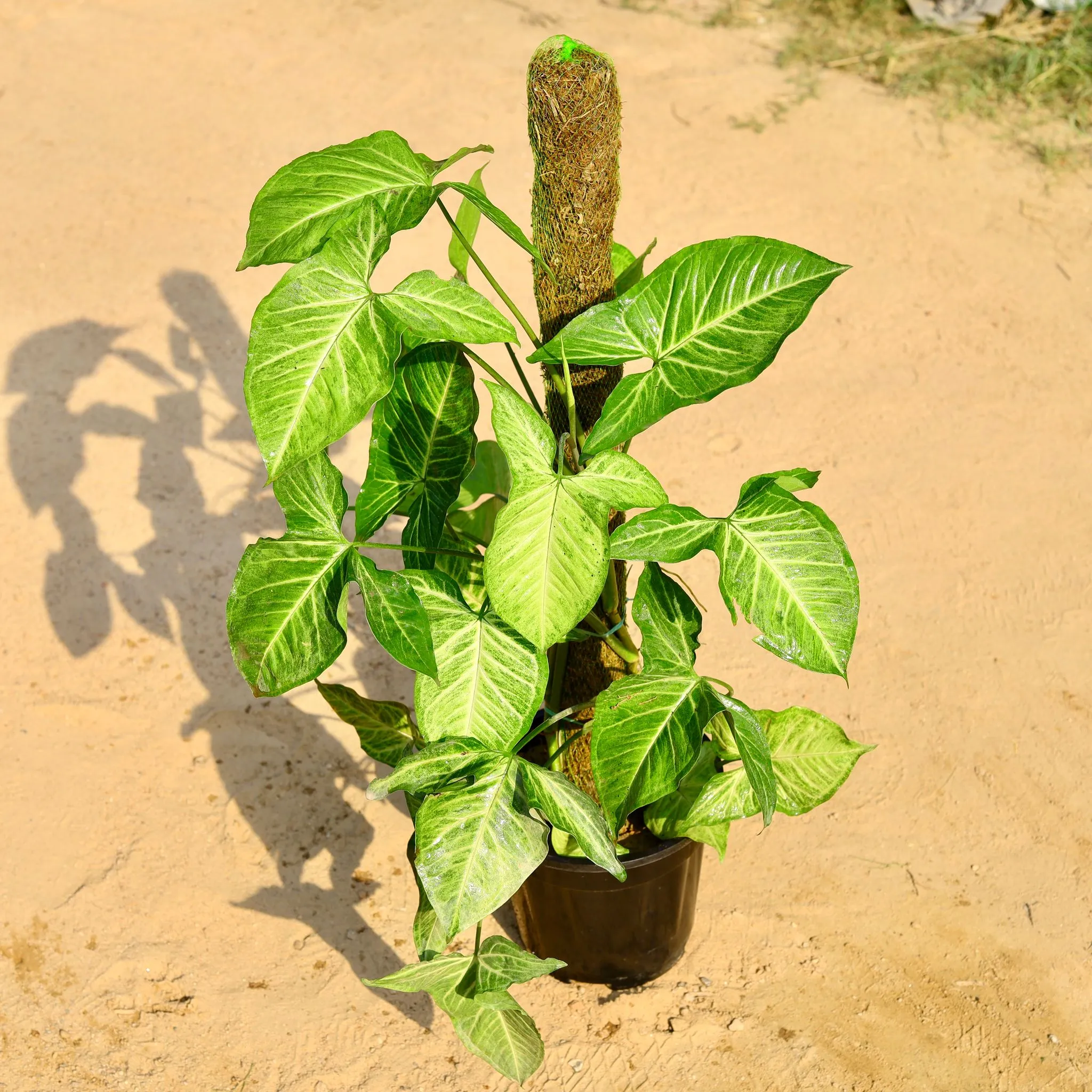 Syngonium Green With 2 Ft Moss Stick in 8 Inch Nursery Pot