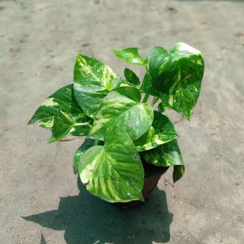 Money Plant in 4 Inch Pot