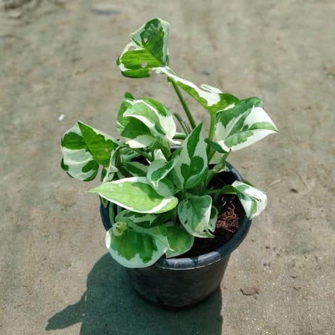 Marble Money Plant in 4 Inch Nursery Pot