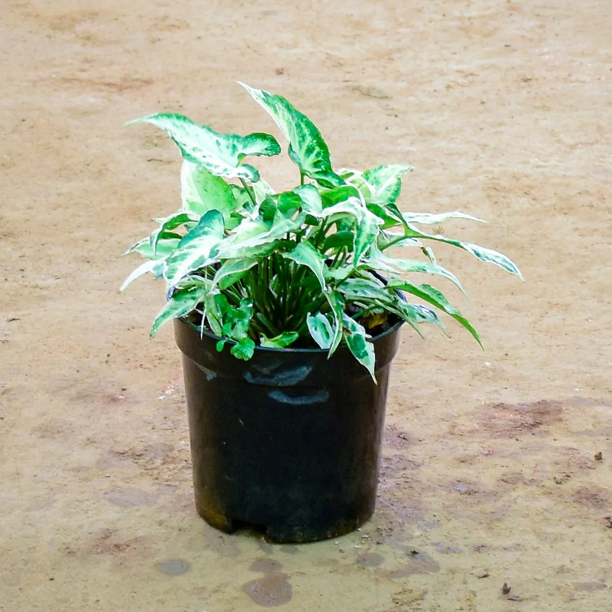 Syngonium Arrow Head in 4 Inch Nursery Pot