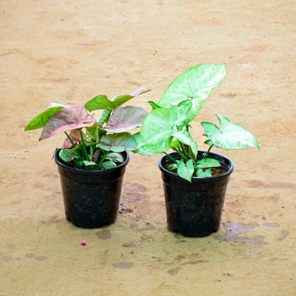 Buy Set of 2 - Syngonium (Pink & White) in 4 Inch Nursery Pot Online | Urvann.com