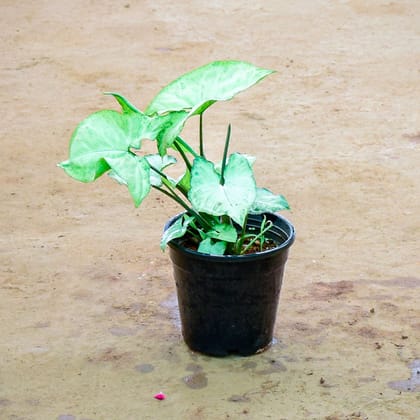 Buy Syngonium White Large Leaf in 4 Inch Nursery Pot Online | Urvann.com