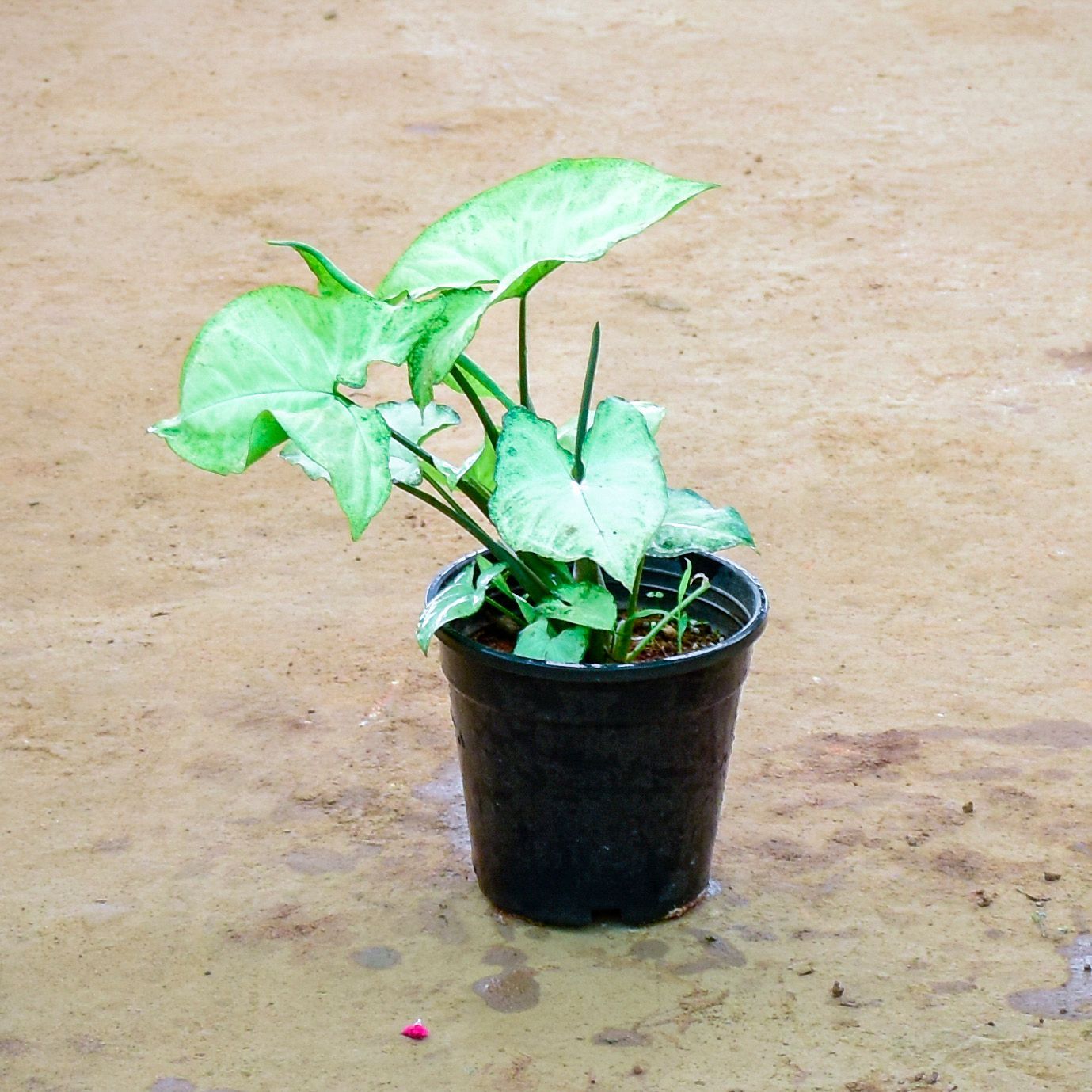 Syngonium White Large Leaf in 4 Inch Nursery Pot