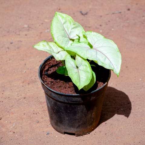 Syngonium Yellow in 4 Inch Nursery Pot
