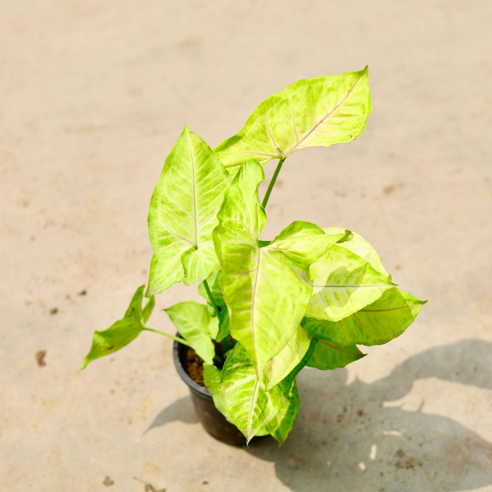Syngonium Golden in 4 Inch Nursery Pot