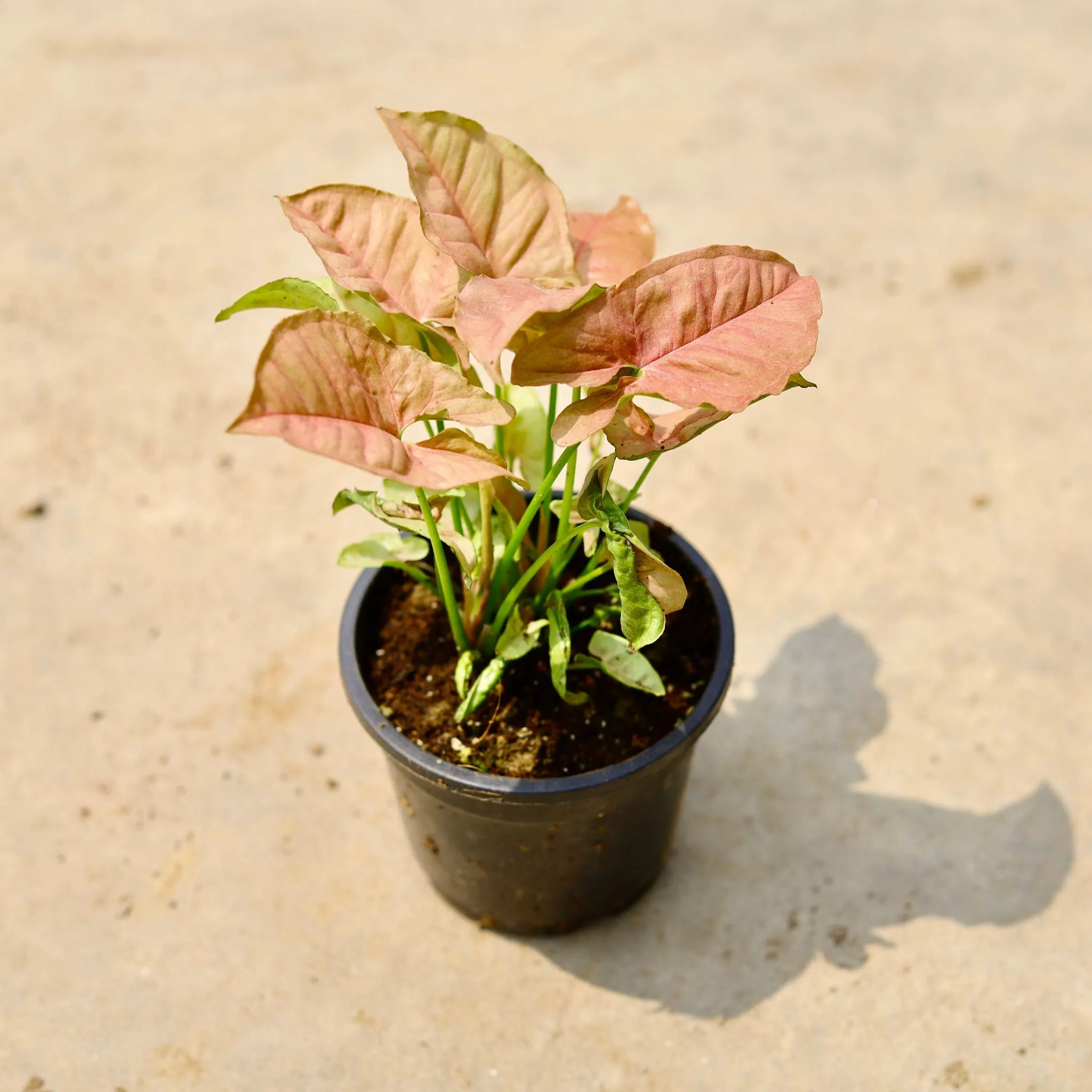 Syngonium Pink in 4 Inch Nursery Pot