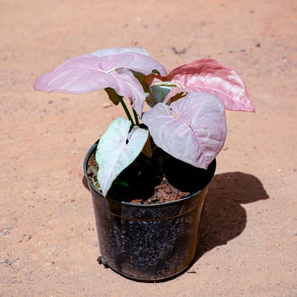Buy Syngonium Pink in 4 Inch Nursery Pot Online | Urvann.com