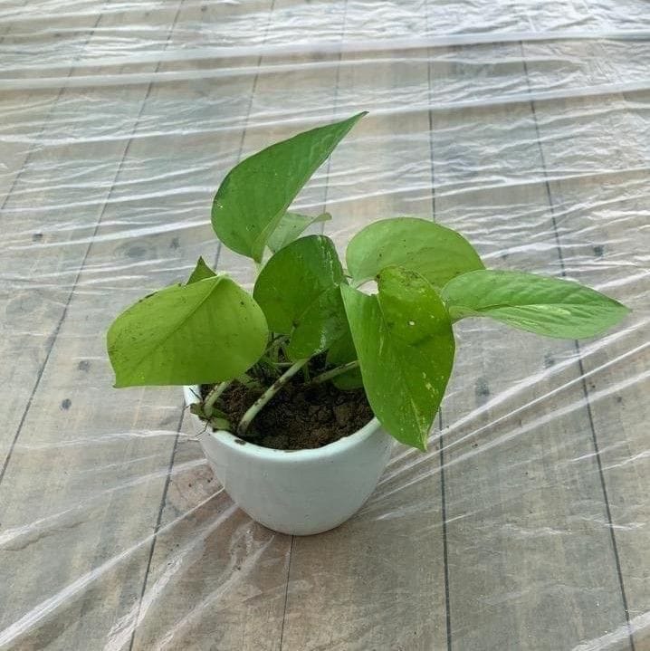 Money Plant Golden in 4 Inch White Ceramic Pot