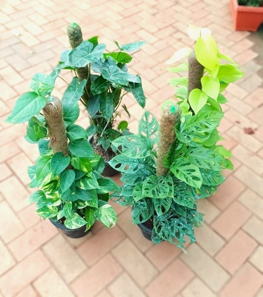 Large indoor Plants Combo -Set of 4 - (Money Plant Golden & Green, Broken Hearts & Philodendron ) with moss stick in Nursery Pot