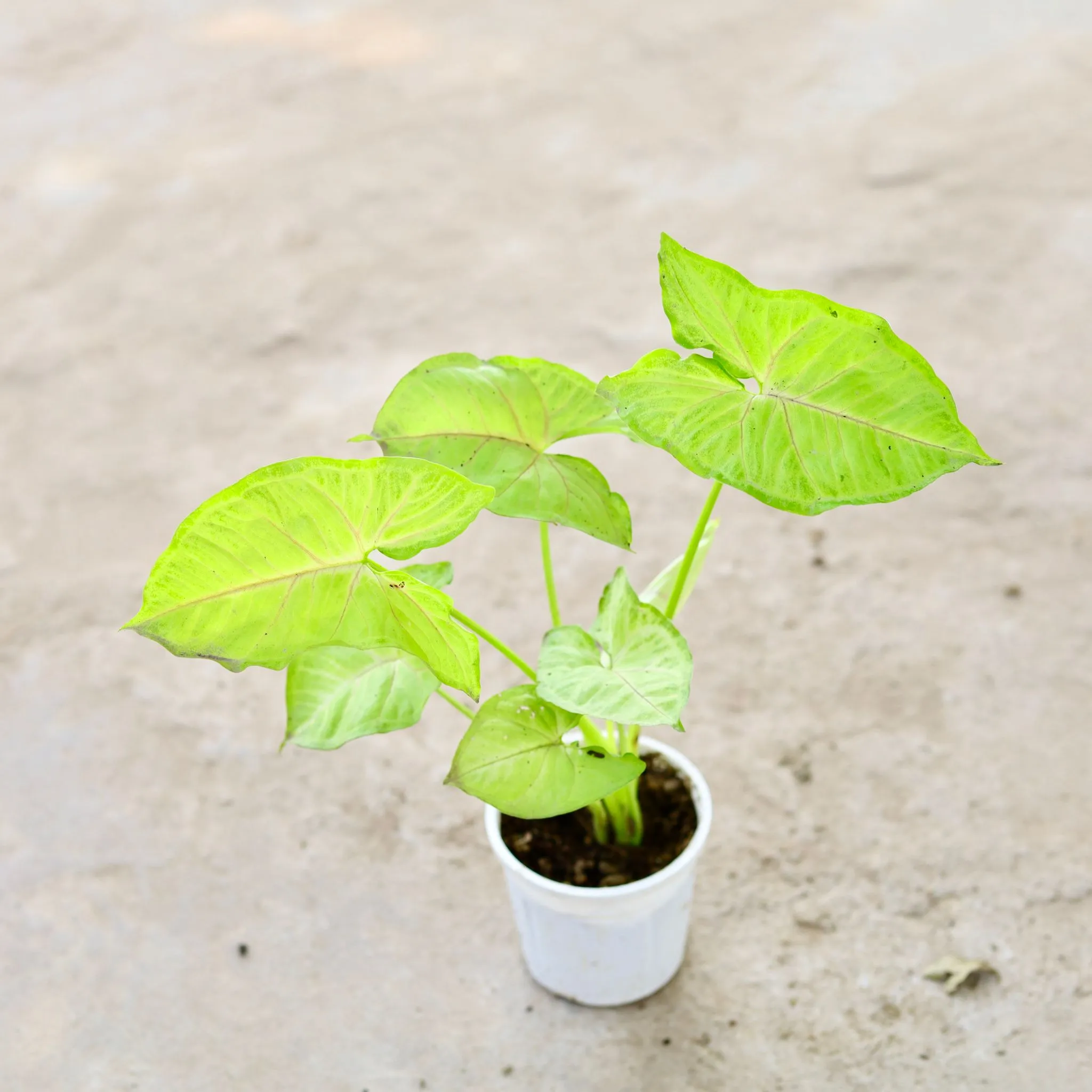 Syngonium Golden in 4 Inch Nursery Pot