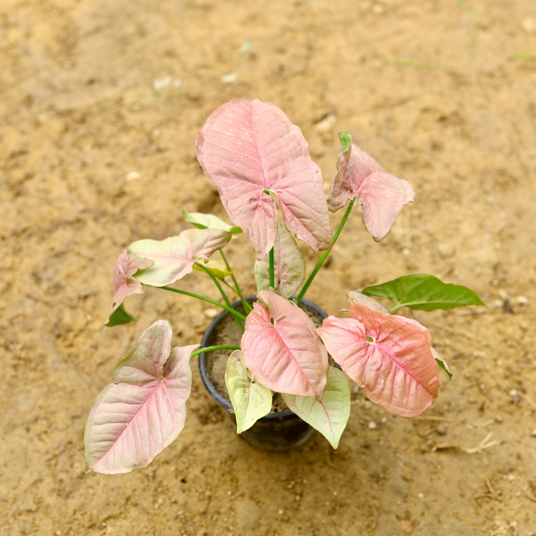Syngonium Pink in 4 Inch Nursery Pot