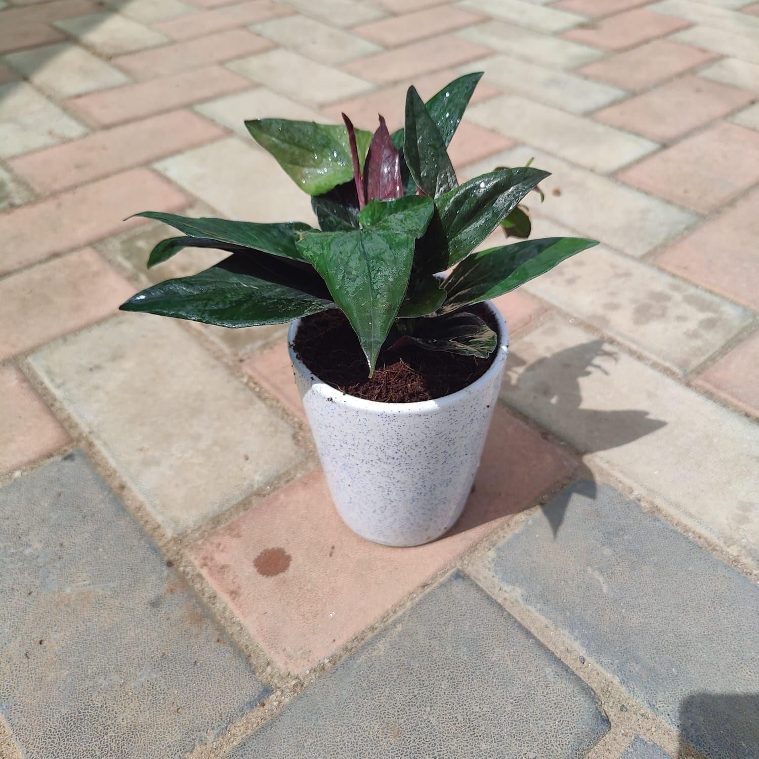 Money Plant Black in 6 Inch Elegant White Ceramic Pot