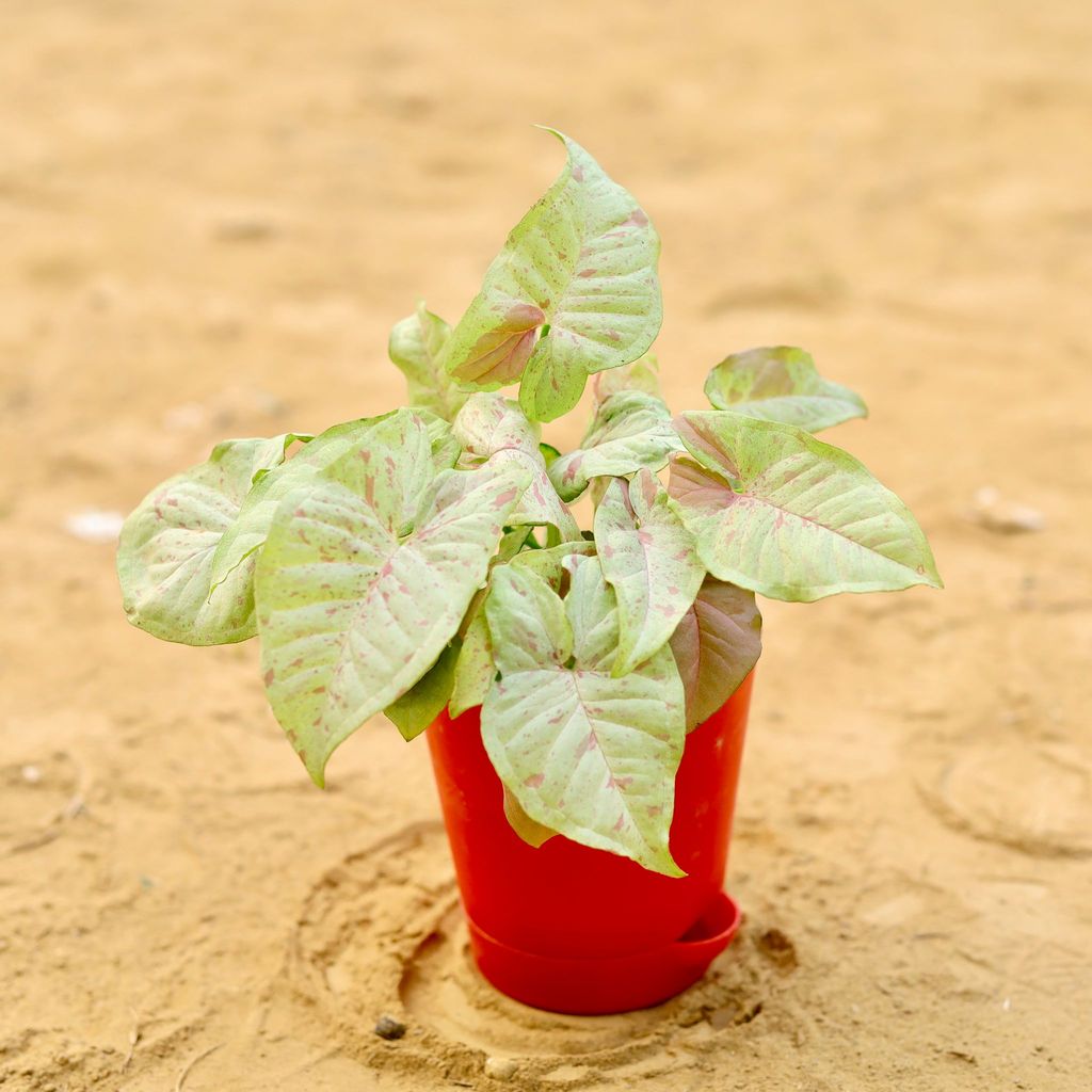 Rare Syngonium Pink Spot / Candyfloss in 4 Inch Red Florence Self Watering Pot
