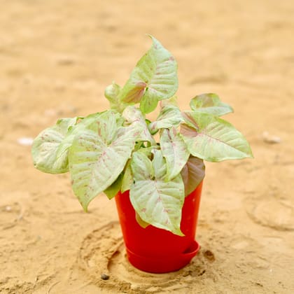 Buy Syngonium Pink Spot in 4 Inch Red Florence Self Watering Pot Online | Urvann.com