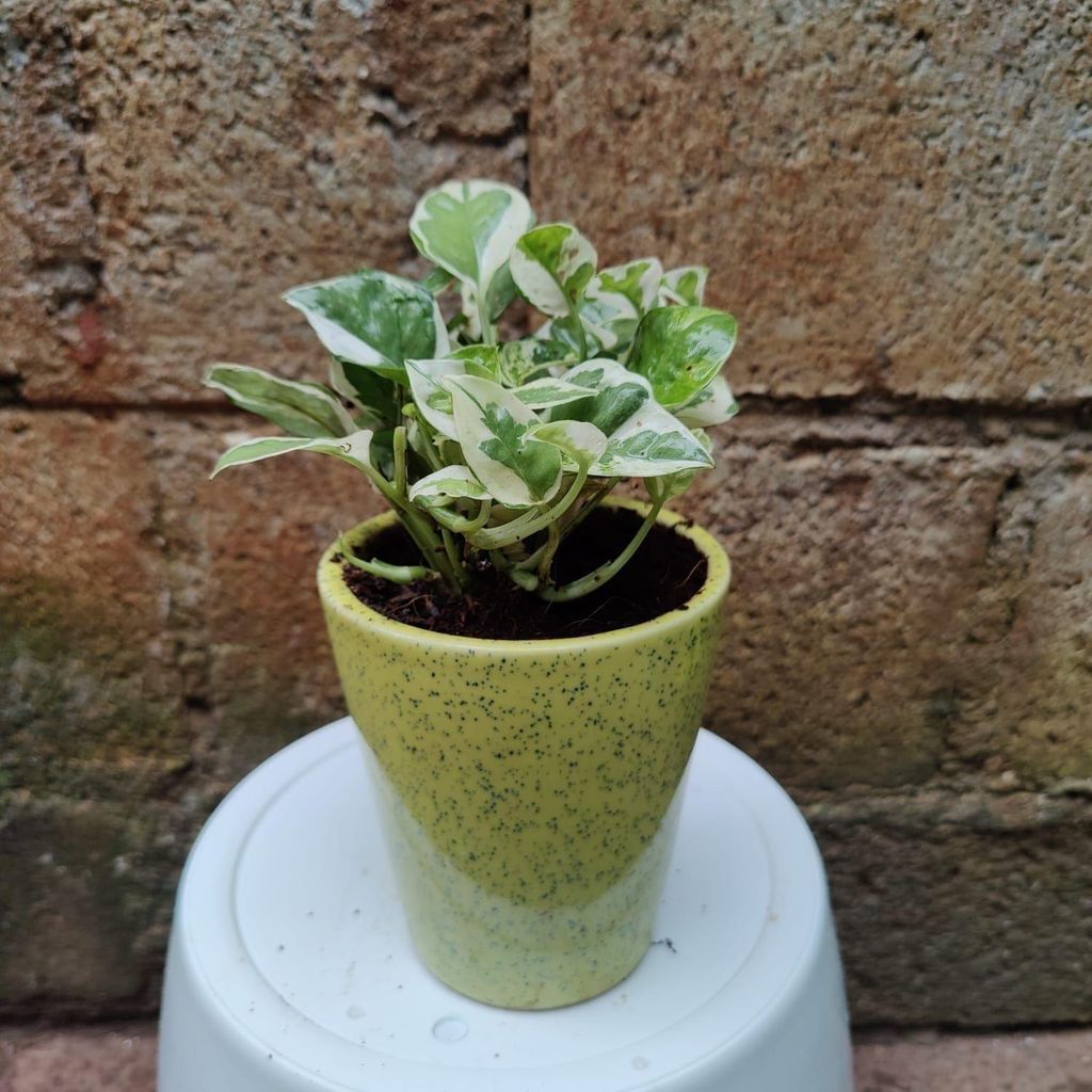 Buy Money Plant Njoy in 8 Inch Ceramic Pot Online | Urvann.com Money Plant Njoy in 4 Inch Ceramic Pot