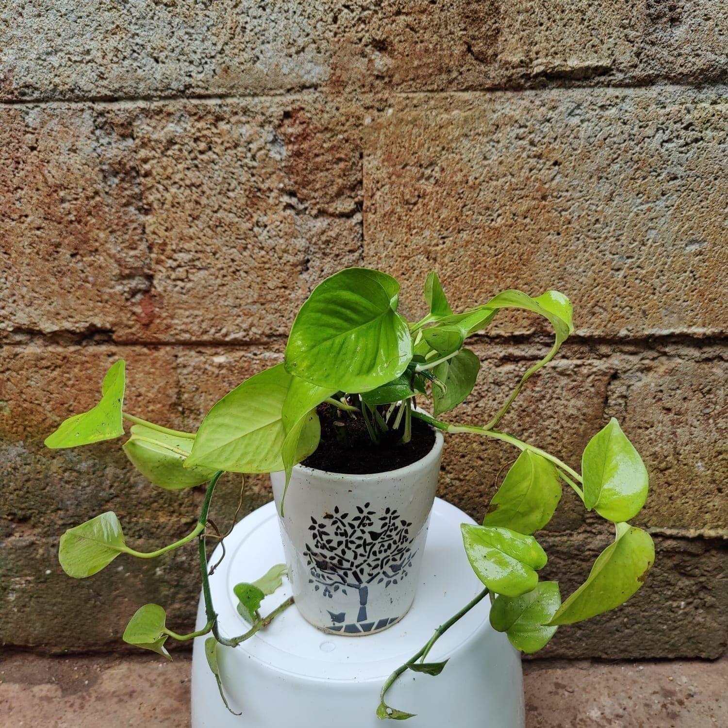 Money Plant Desi in 4 Inch Ceramic Pot (Any Colour)