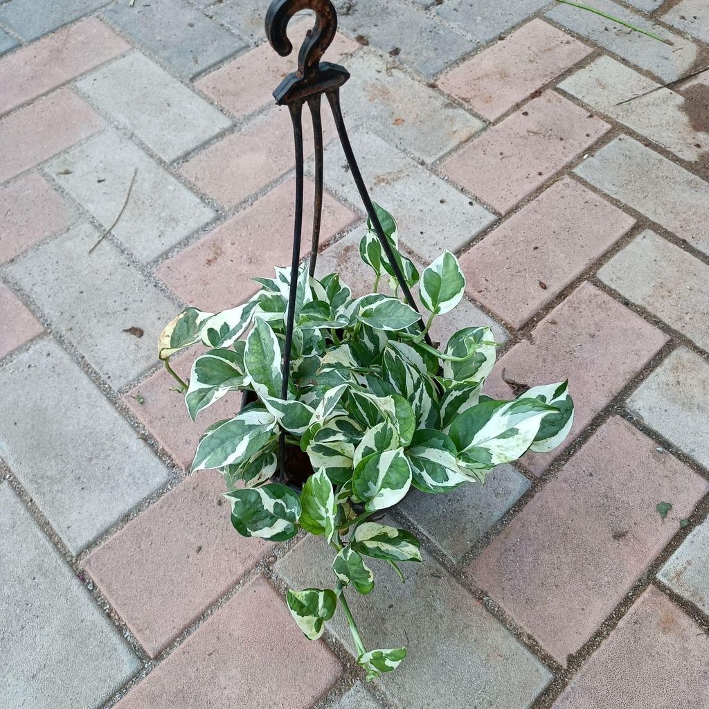 Buy Money plant N'joy in 6 Inch Hanging basket Online | Urvann.com Money plant N'joy in 6 Inch Hanging basket