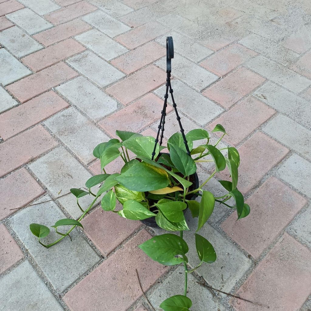 Buy Money plant green in 6 Inch Hanging basket Online | Urvann.com Money plant green in 6 Inch Hanging basket
