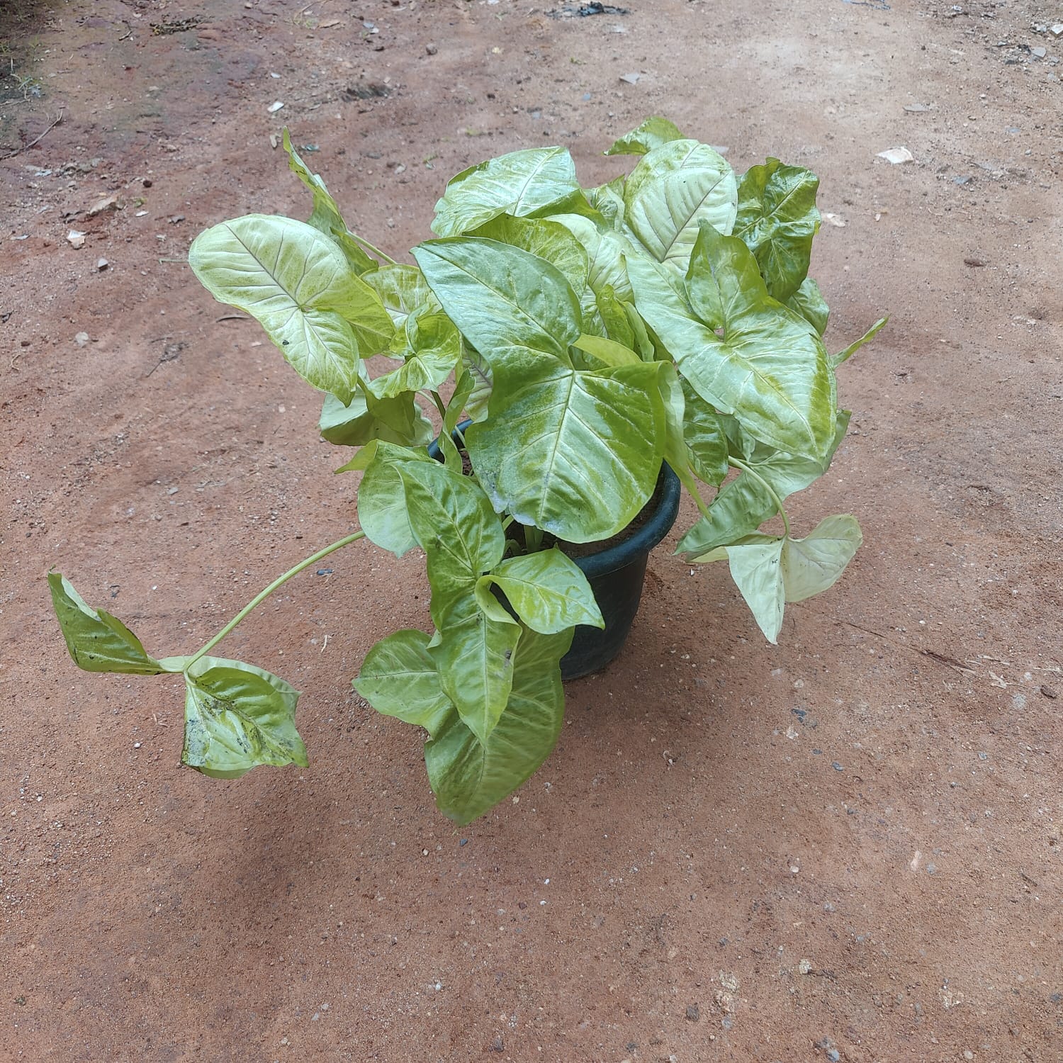 Syngonium Green in 8 Inch Nursery Pot