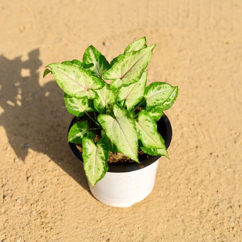 Syngonium Pixie in 4 Inch Nursery Pot