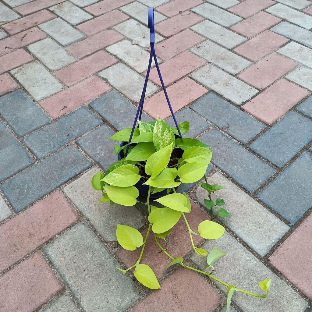 Buy Money Plant Golden in 6 Inch Hanging Basket Online | Urvann.com Money Plant Golden in 6 Inch Hanging Basket