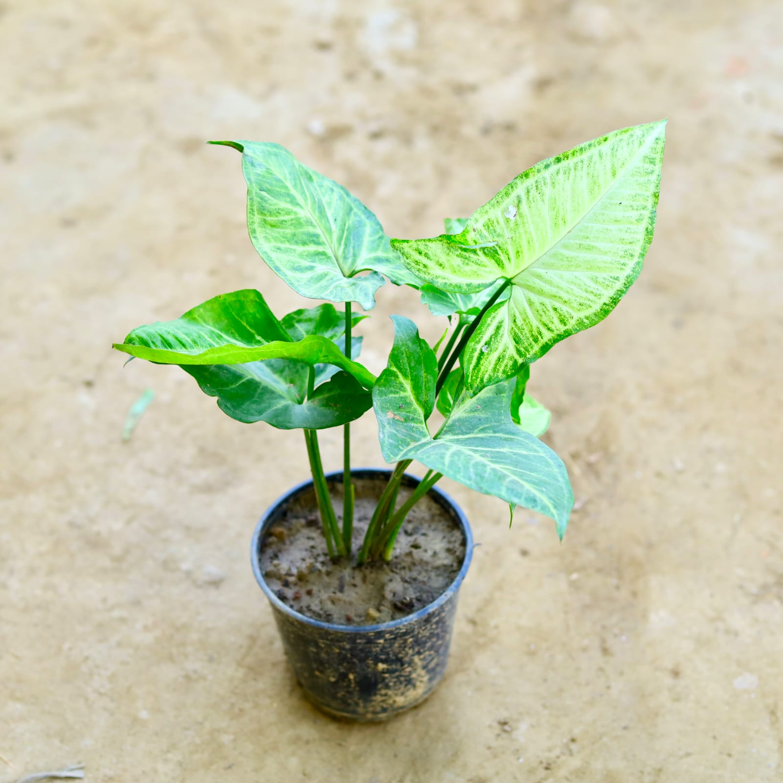 Syngonium Green Desi in 5 Inch Nursery Pot