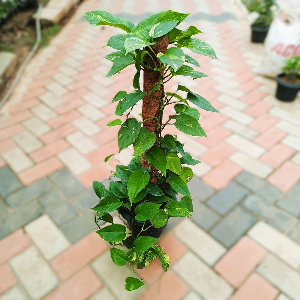 Money Plant Green with 3 ft Moss Stick in 10 Inch Nursery Pot