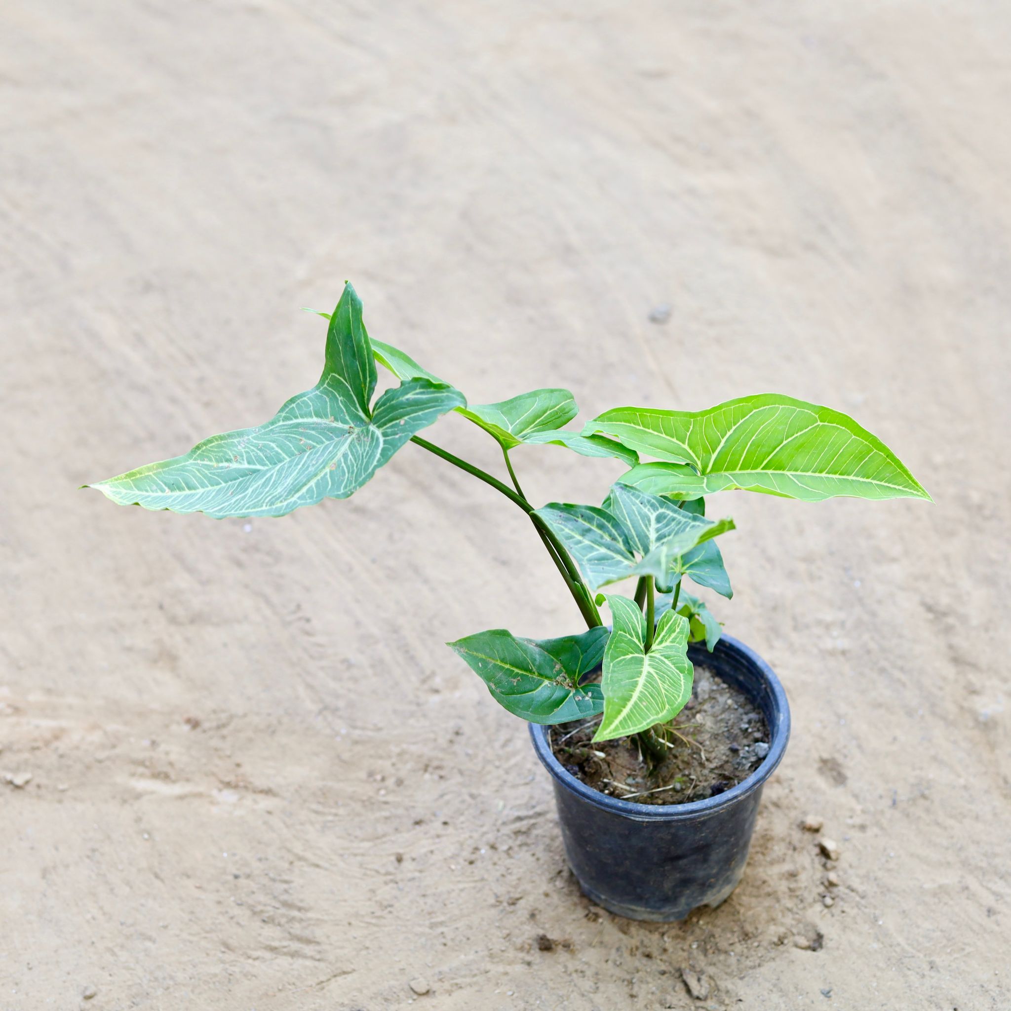 Syngonium Green Narrow Leaf in 6 Inch Nursery Pot