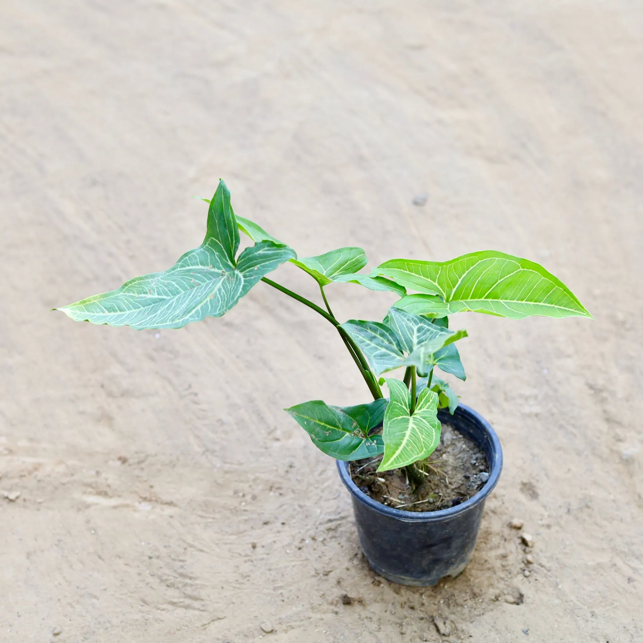 Syngonium Green Narrow Leaf in 6 Inch Nursery Pot
