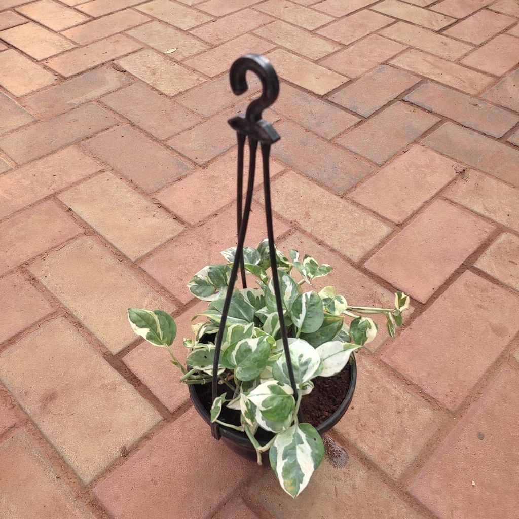Buy Money Plant N'Joy in 6 Inch Hanging Basket (any colour) Online | Urvann.com Money Plant N'Joy in 6 Inch Hanging Basket (any colour)