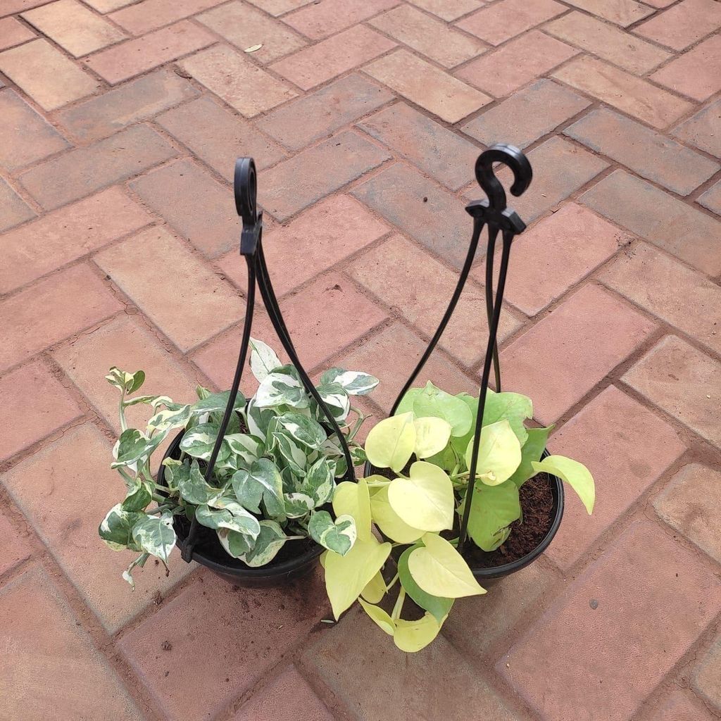 Set of 2 - Hanging Money Plant (N'joy & Golden) in 6 Inch Hanging Basket (any colour)
