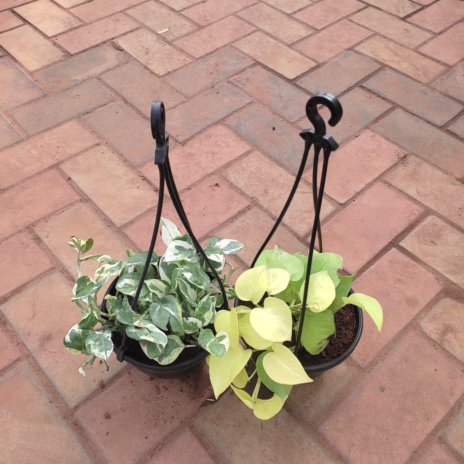 Set of 2 - Hanging Money Plant (N'joy & Golden) in 6 Inch Hanging Basket (any colour)