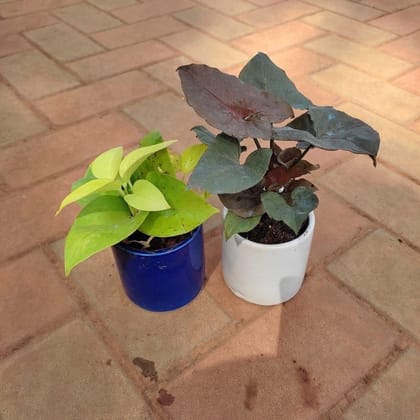 Buy Set of 2 - Syngonium Black & Money Plant Golden in 4 Inch Classy Cup Ceramic Pot (any colour) Online | Urvann.com