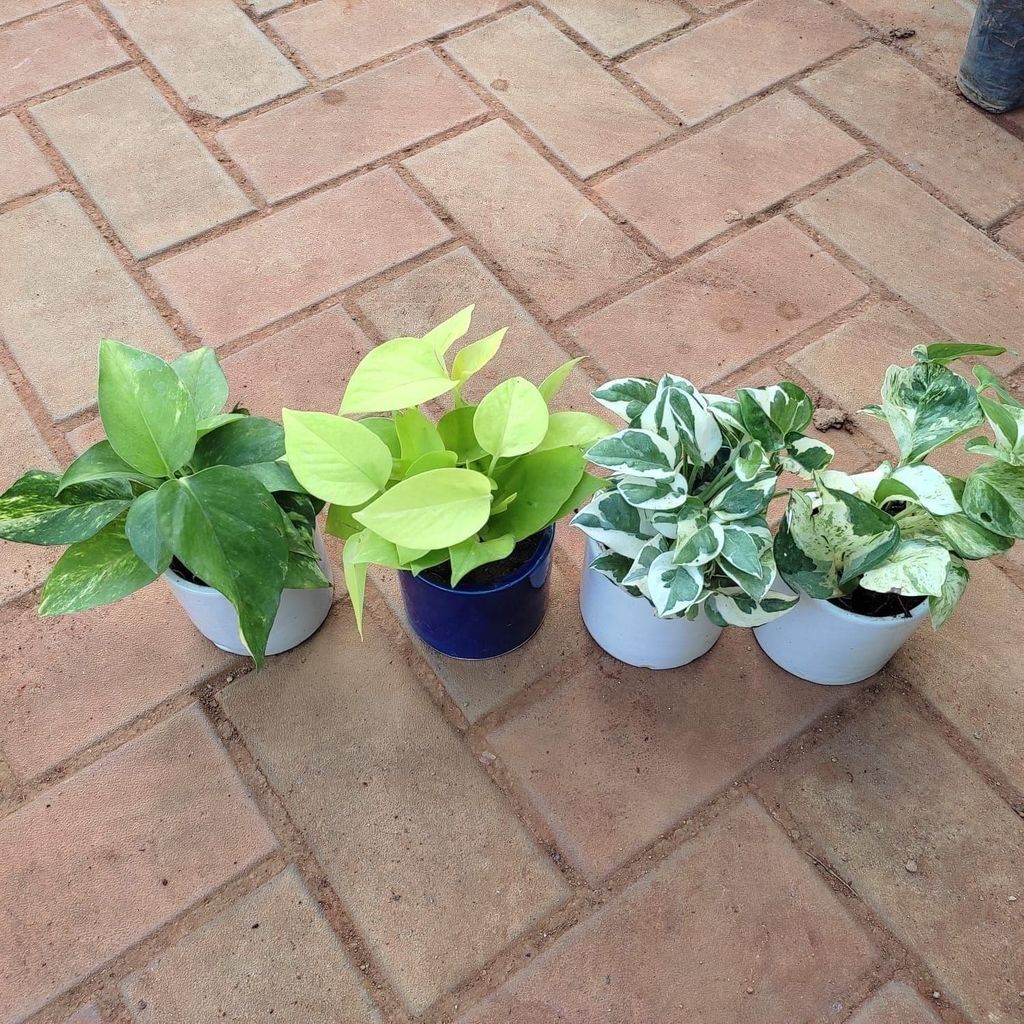 Buy Set of 4 - Money Plant (N'joy, Marble, Golden & Green) in 4 Inch Classy Cup Ceramic Pot (any colour) Online | Urvann.com Set of 4 - Money Plant (N'joy, Marble, Golden & Green) in 4 Inch Classy Cup Ceramic Pot (any colour)