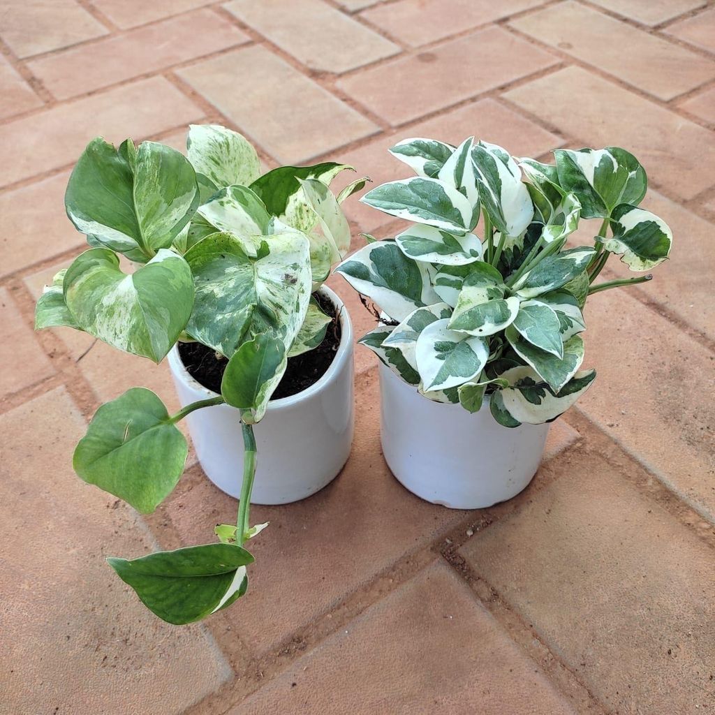 Buy Set of 2 - Money Plant (N'joy & Marble) in 4 Inch Classy Cup Ceramic Pot (any colour) Online | Urvann.com Set of 2 - Money Plant (N'joy & Marble) in 4 Inch Classy Cup Ceramic Pot (any colour)