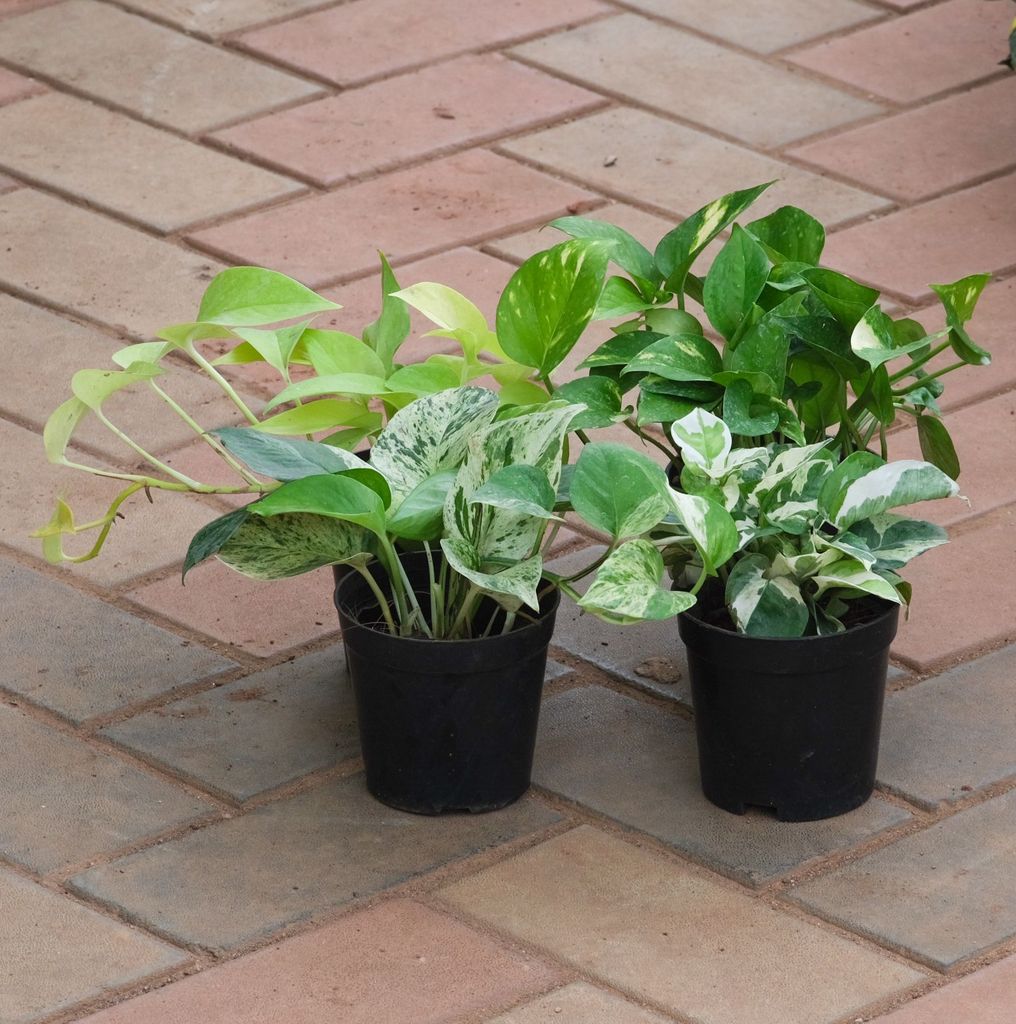 Money Special - Set of 4 - Money Plant (Desi, Njoy, Golden & White) in 4 Inch Nursery Pot Money Special - Set of 4 - Money Plant (Desi, Njoy, Golden & White) in 4 Inch Nursery Pot