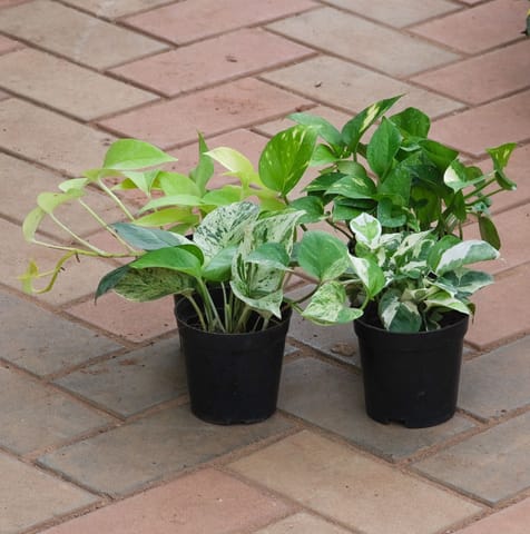 Money Special - Set of 4 - Money Plant (Desi, Njoy, Golden & White) in 4 Inch Nursery Pot