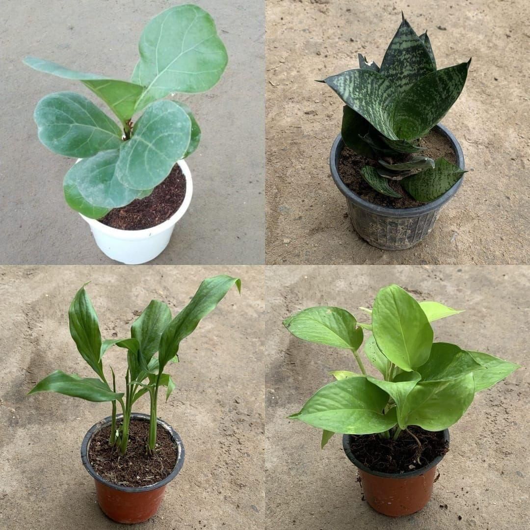 Air Conditioner Combo - Set of 4 (Money Plant, Peace Lily, Green Snake Dwarf& Fiddle Leaf) in 4 Inch Nursery Pot
