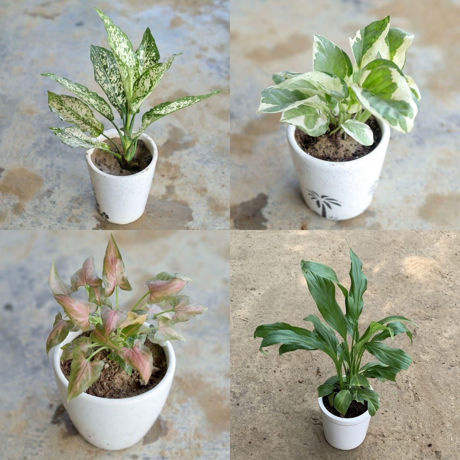 Air Purifying Table Top Combo - Set of 4 (Aglaonema Snow White, Money Plant Marble, Syngonium Pink & Peace Lily) in 4 Inch Ceramic Pot (colour and design may vary)
