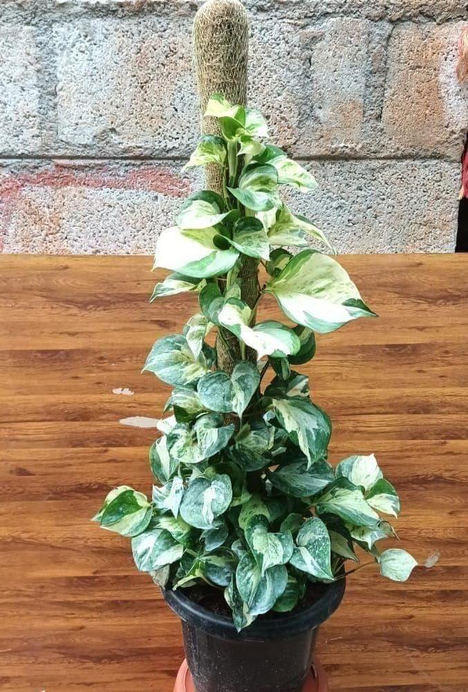 Buy Money Plant Marble with 3 ft moss stick in 10 Inch Plastic Pot Online | Urvann.com Money Plant Marble with 3 ft moss stick in 10 Inch Nursery Pot