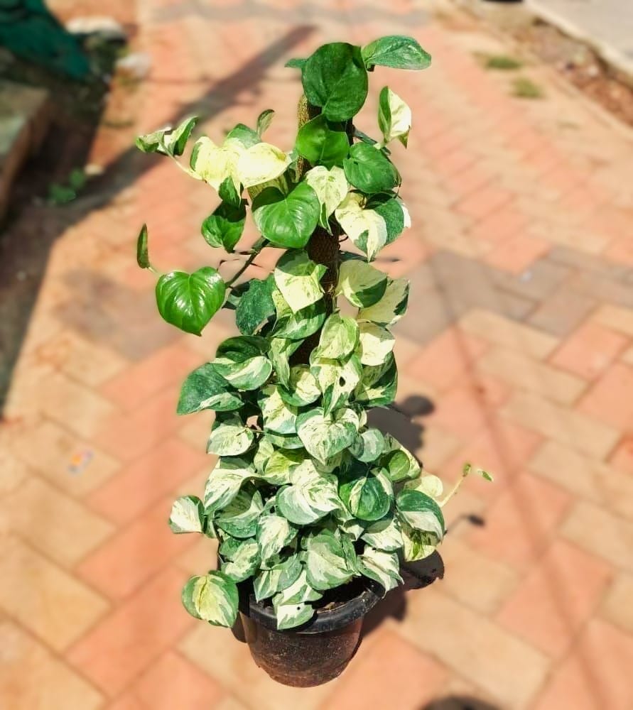 Money Plant Vareigated with 3 ft Moss Stick in 10 Inch Nursery Pot Money Plant Vareigated with 3 ft Moss Stick in 10 Inch Nursery Pot