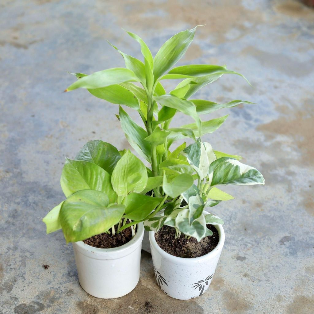 Buy Set of 3 - Golden Money Plant, Marble Money Plant, Lucky Bamboo in 4 Inch Ceramic Pot (Any Design,Colour) Online | Urvann.com Set of 3 - Golden Money Plant, Marble Money Plant, Lucky Bamboo in 4 Inch Ceramic Pot (Any Design, Colour)