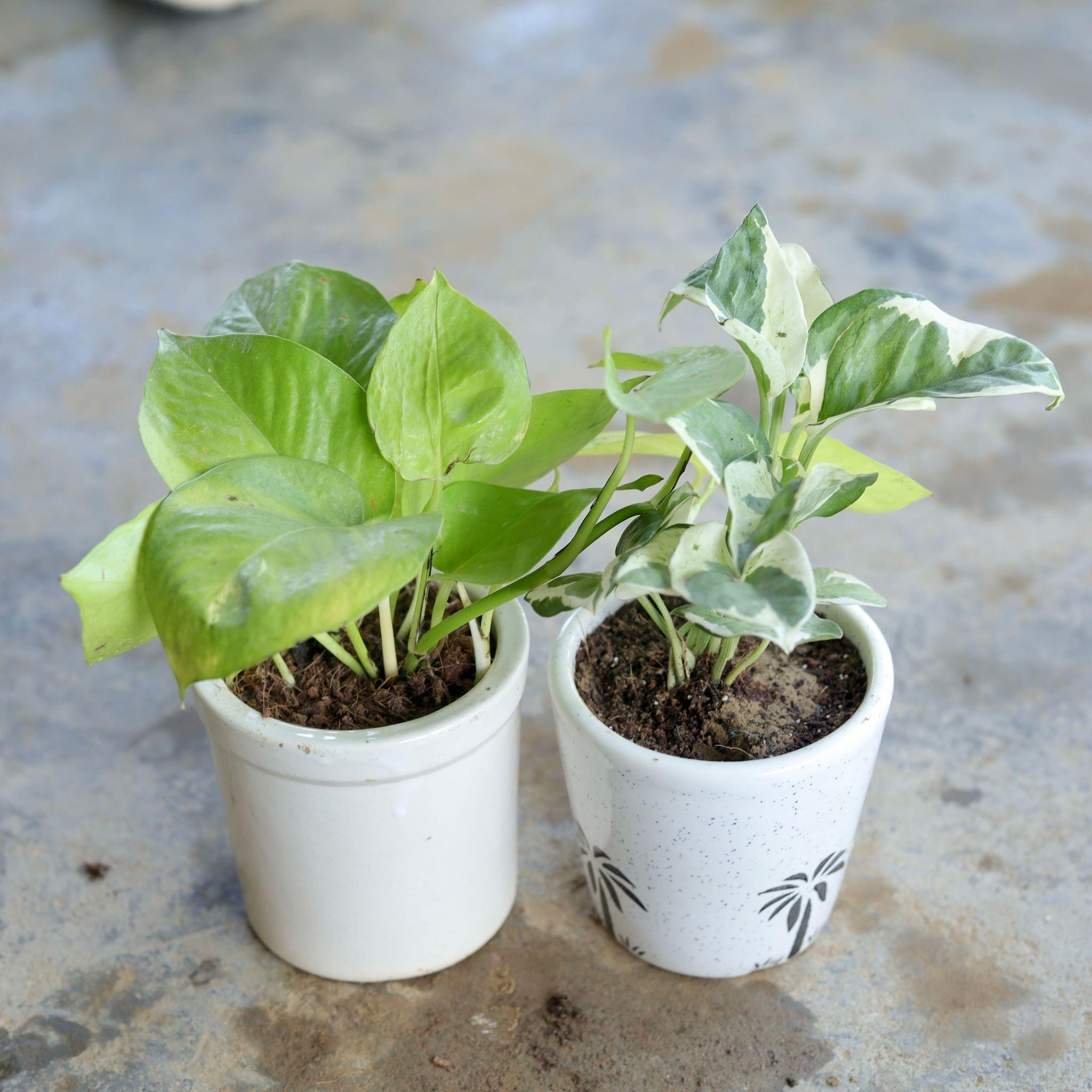 Set of 2 - (Golden, Marble) Money Plant in 4 Inch Ceramic Pot (Any Design, Colour)
