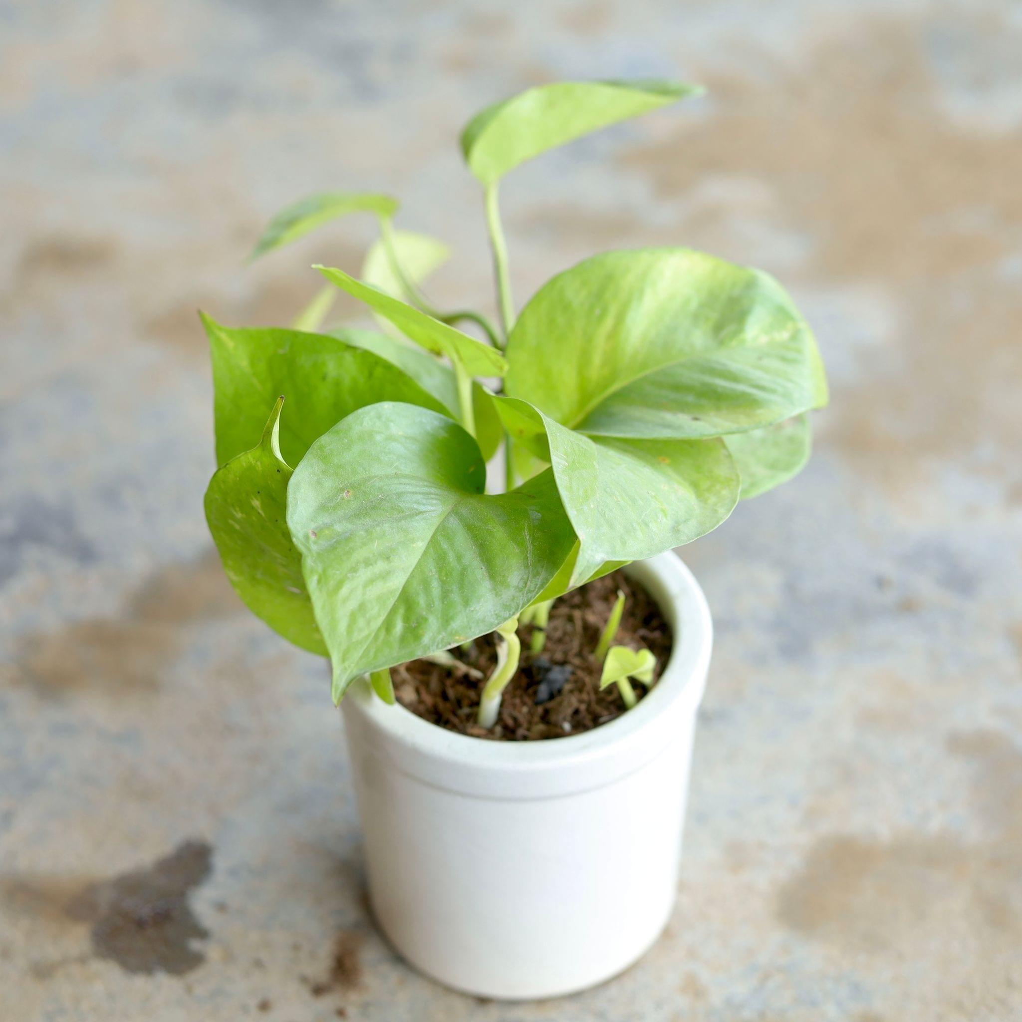 Golden Money Plant in 4 Inch White Ceramic Pot (Any design)