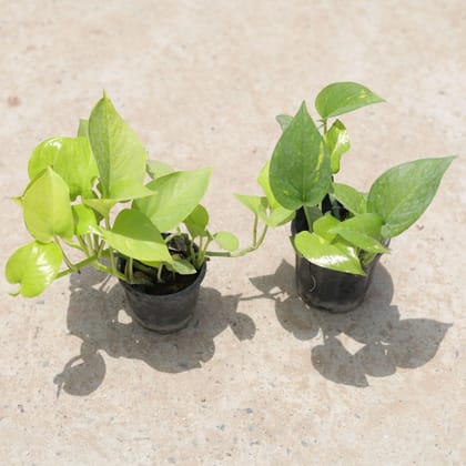 Buy Set of 2 - Money Plant (Green & Golden) in 3 Inch Plastic Pot Online | Urvann.com
