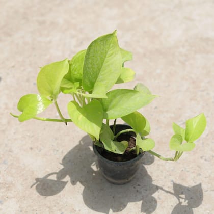 Buy Money Plant Golden in 4 Inch Plastic Pot Online | Urvann.com