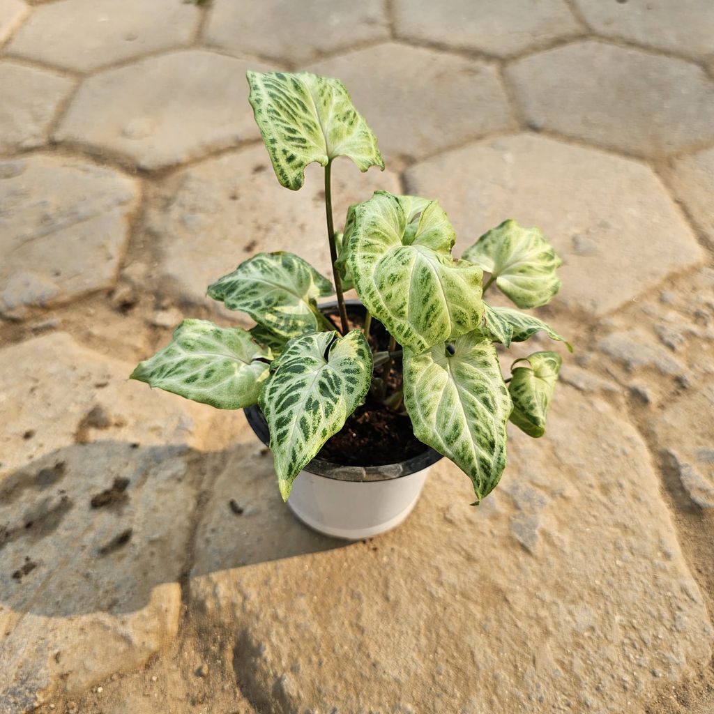 Buy Syngonium Green Dwarf in 4 Inch Nursery Pot Online | Urvann.com Syngonium Green Dwarf in 4 Inch Nursery Pot