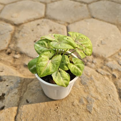 Buy Syngonium Golden in 4 Inch Nursery Pot Online | Urvann.com