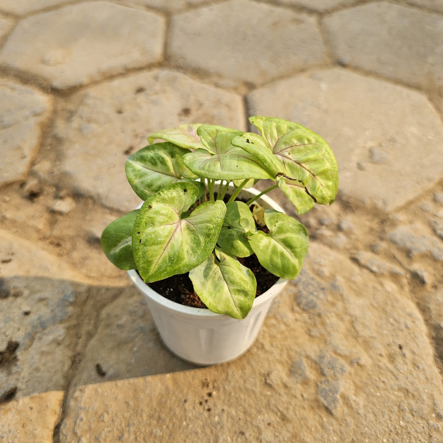 Syngonium Golden in 4 Inch Nursery Pot