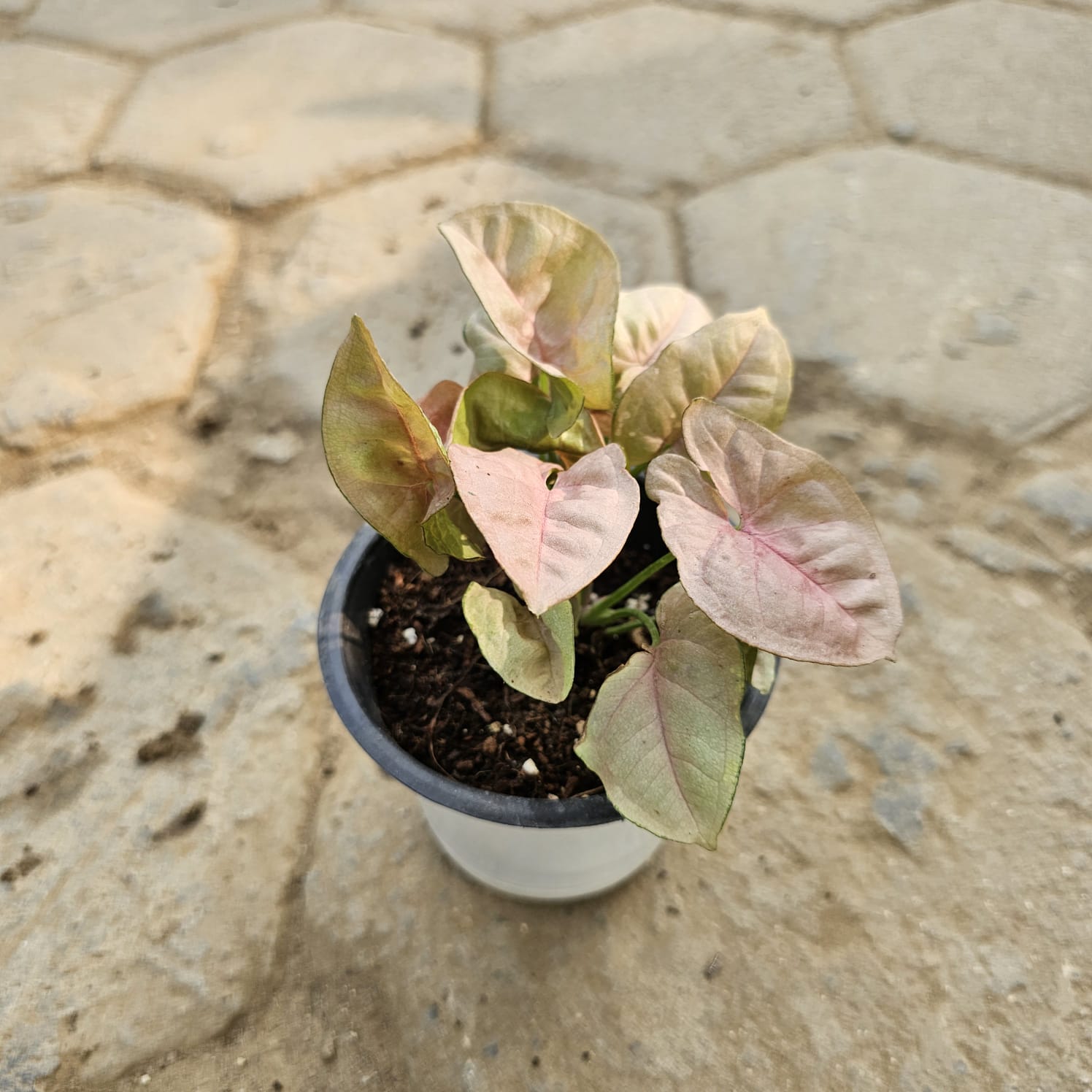 Syngonium Pink in 4 Inch Nursery Pot